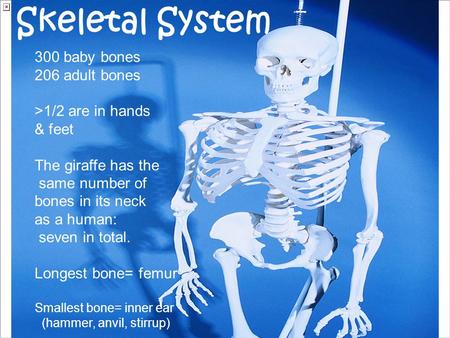 Skeletal System 300 baby bones 206 adult bones >1/2 are in hands & feet The giraffe has the same number of bones in its neck as a human: seven in total.