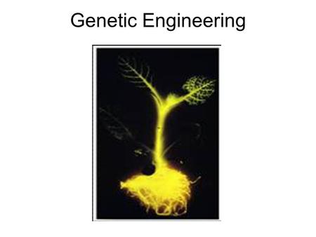 Genetic Engineering. We can use a process called gel electrophoresis to separate the pieces.