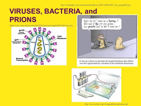 VIRUSES, BACTERIA, and PRIONS https://www.msu.edu/course/isb/202/ebertmay/images/HIV%20virus.png