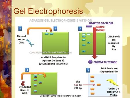 Gel Electrophoresis If DNA is millions of base pairs long, how do we get the small fragments that are shown on the gel?  Use Restriction Enzymes.