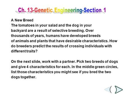 A New Breed The tomatoes in your salad and the dog in your backyard are a result of selective breeding. Over thousands of years, humans have developed.