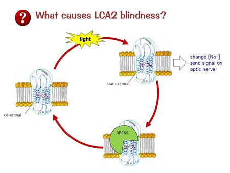 What causes LCA2 blindness?