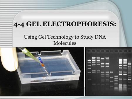 4-4 GEL ELECTROPHORESIS: