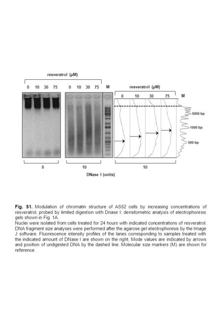 Fig. S1. Modulation of chromatin structure of AS52 cells by increasing concentrations of resveratrol, probed by limited digestion with Dnase I: densitometric.