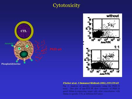 Fischer at al. J Immunol Methods 2002, 259:159-69 Fig. 3. Analysis of specific cytotoxicity using the PKH-26 assay. Dot plot of ann-FITC/PI flow cytometry.