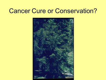 Cancer Cure or Conservation?