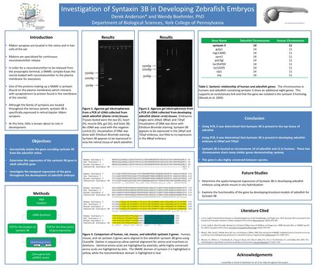 Investigation of Syntaxin 3B in Developing Zebrafish Embryos Derek Anderson* and Wendy Boehmler, PhD Department of Biological Sciences, York College of.