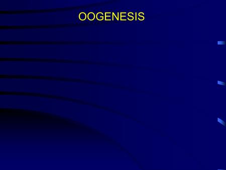 OOGENESIS. Polar bodies Ovum Primary spermatocyte Primary oocyte Secondary oocyte Secondary spermatocytes Spermatids Spermatozoa Meiosis I Meiosis II.