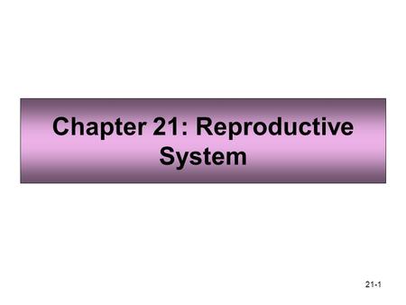 Chapter 21: Reproductive System