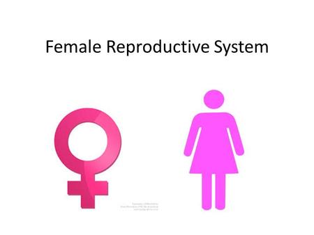 Female Reproductive System