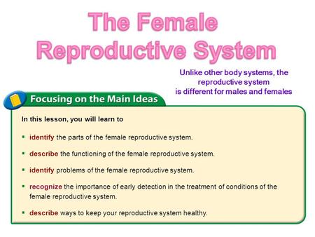 The Female Reproductive System