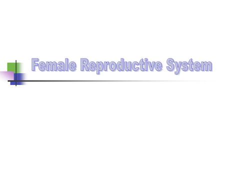 Female Reproductive System