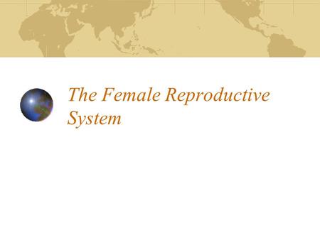 The Female Reproductive System