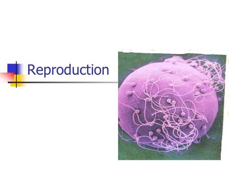 Reproduction.