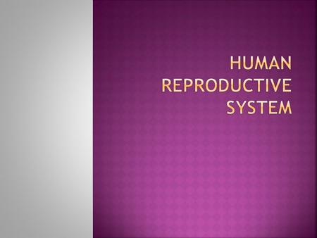 Human Reproductive system