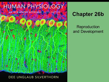 Chapter 26b Reproduction and Development. Male Reproductive Structures External genitalia Penis and scrotum Common passageway Urethra Accessory glands.