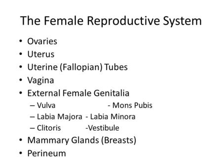 The Female Reproductive System