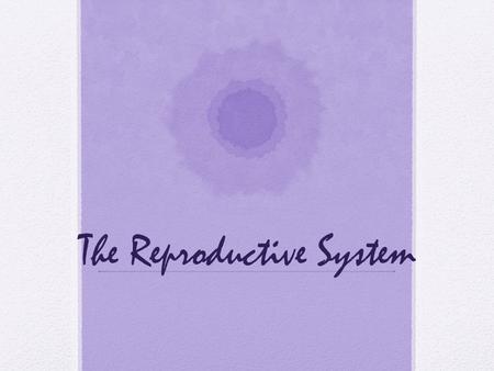 The Reproductive System. The Male Reproductive System.