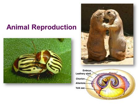 Animal Reproduction.