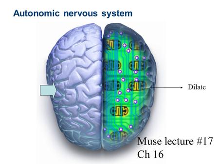 Autonomic nervous system Muse lecture #17 Ch 16 Dilate.