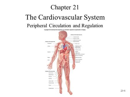 The Cardiovascular System