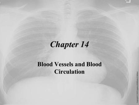 Copyright © 2004 Lippincott Williams & Wilkins Chapter 14 Blood Vessels and Blood Circulation.