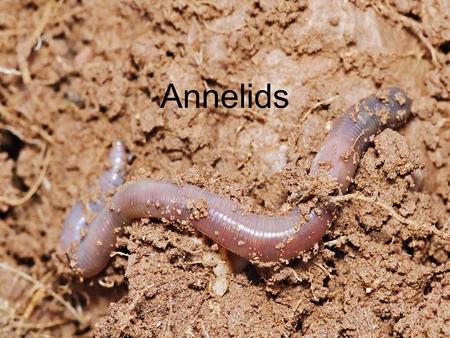 Annelids.