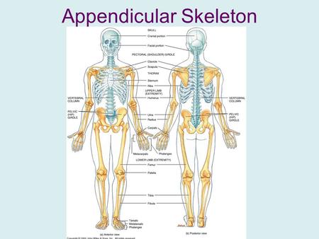 Appendicular Skeleton