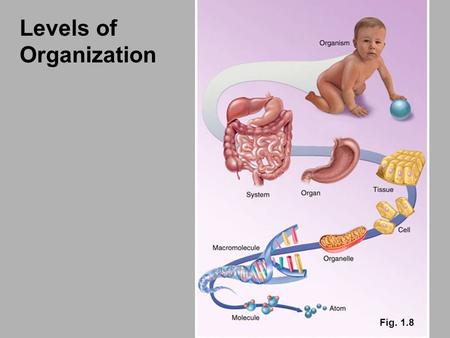 Fig. 1.8 Levels of Organization. Cellular Level of Organization the basic unit of life Cells are semi-autonomous. –increasing differentiation / decreasing.