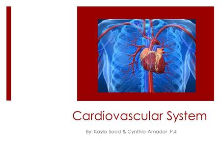 Cardiovascular System