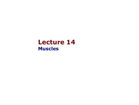 Lecture 14 Muscles.