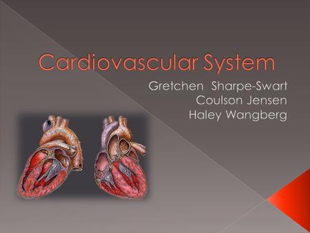  Heart: The organ that pumps the blood throughout the body  Veins: Transports oxygen deficient blood to heart and lungs  Arteries: Transports oxygen.