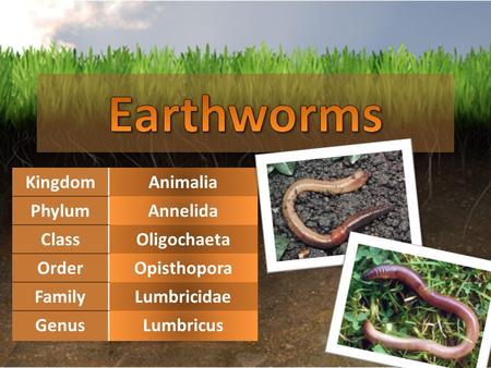 KingdomAnimalia PhylumAnnelida ClassOligochaeta OrderOpisthopora FamilyLumbricidae GenusLumbricus.