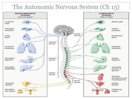 The Autonomic Nervous System (Ch 13)