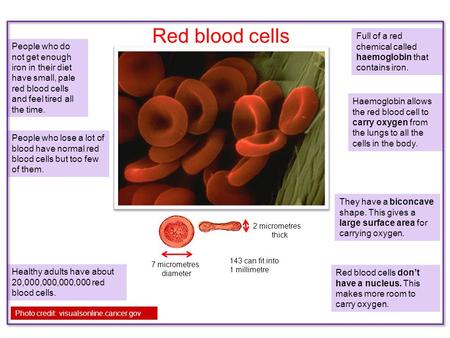 Red blood cells 7 micrometres diameter 2 micrometres thick Full of a red chemical called haemoglobin that contains iron. Haemoglobin allows the red blood.