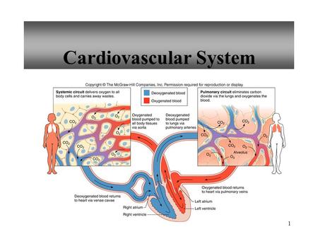 1 Cardiovascular System. 2 Size of Heart Average Size of Heart 14 cm long 9 cm wide.