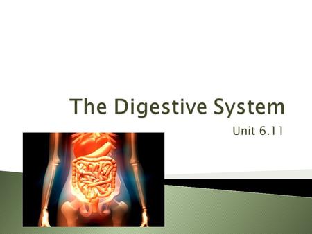 Unit 6.11.  Responsible for the physical and chemical breakdown of food so that it can be taken into the bloodstream and used by body cells and tissues.