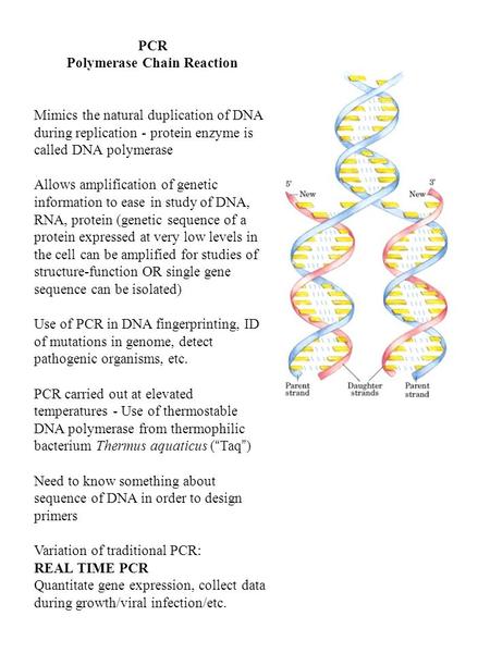 Polymerase Chain Reaction