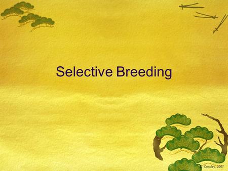 Selective Breeding D. Crowley, 2007.