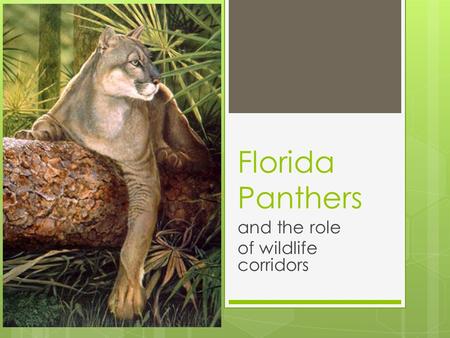 Florida Panthers and the role of wildlife corridors.