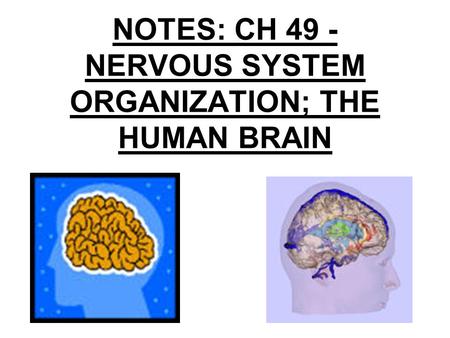 NOTES: CH 49 - NERVOUS SYSTEM ORGANIZATION; THE HUMAN BRAIN