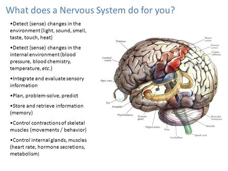 What does a Nervous System do for you? Detect (sense) changes in the environment (light, sound, smell, taste, touch, heat) Detect (sense) changes in the.