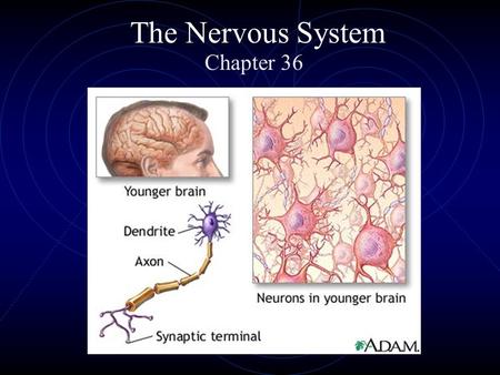 The Nervous System Chapter 36.