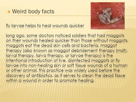 Weird body facts fly larvae helps to heal wounds quicker long ago, some doctors noticed soldiers that had maggots on their wounds healed quicker than.