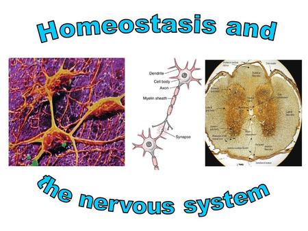 Homeostasis and the nervous system.