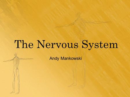 The Nervous System Andy Mankowski. Introduction Why is the nervous system important?