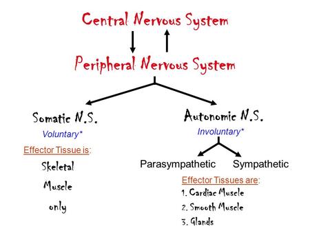 Central Nervous System Somatic N.S. Autonomic N.S. Voluntary* Peripheral Nervous System Involuntary* Effector Tissue is: Skeletal Muscle only Effector.