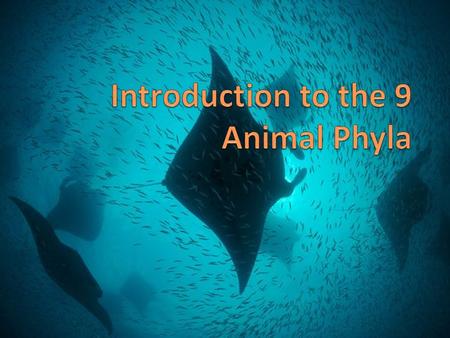 Introduction to the 9 Animal Phyla