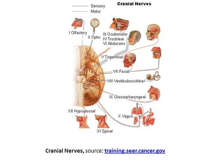 Cranial Nerves, source: training.seer.cancer.gov