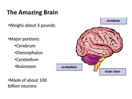 The Amazing Brain Weighs about 3 pounds Major portions: Cerebrum